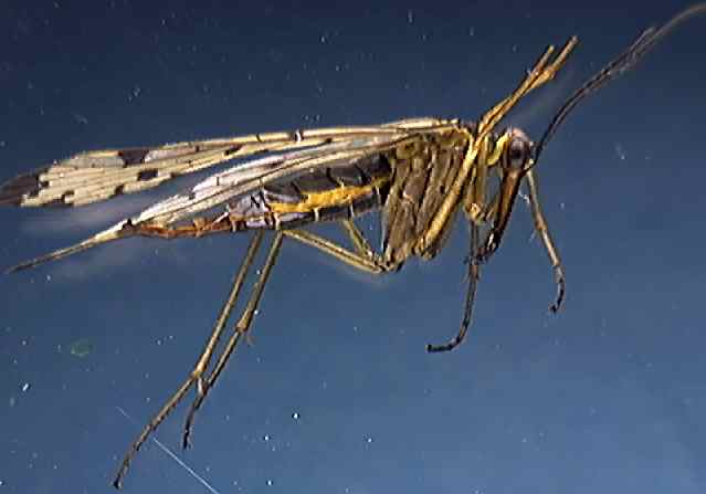 Panorpa female